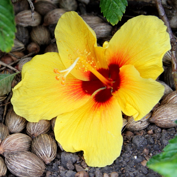 Gelbe Hibiskusblüte