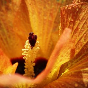 Hibiskus-Blüte