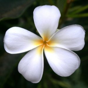 Plumeria-Blüte