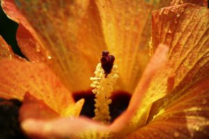 Geöffnete Hibiskusblüte