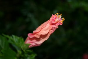 Hibiskusblüte vor dem Entfalten