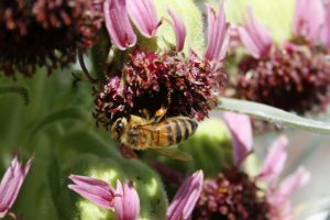 Biene auf einer Silberschwert-Blüte