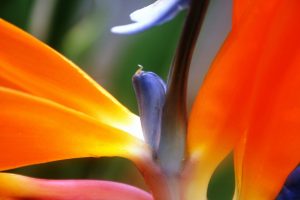 Paradiesvogel-Blume mit prächtigen Farben