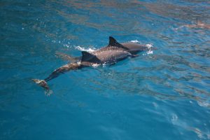 Delfine vor Kaua'i