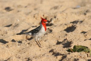 Kardinalvogel mit rotem Kopf