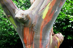 Regenbogen-Eukalyptus auf Maui