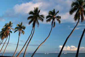 Palmen bei Lahaina auf Maui