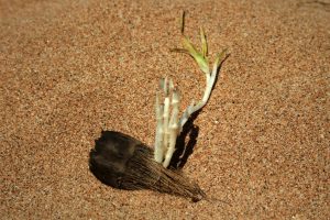 Keimender Pandanus-Samen im Sand