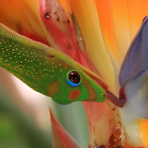 Gecko schleckt an Paradiesvogel-Blume